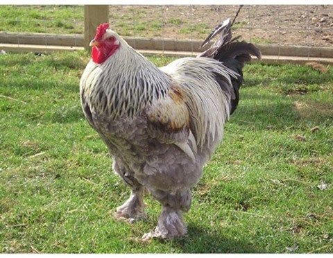 Poulet Brahma