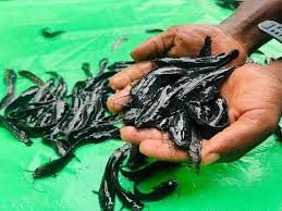 Alevins de poissoon chat